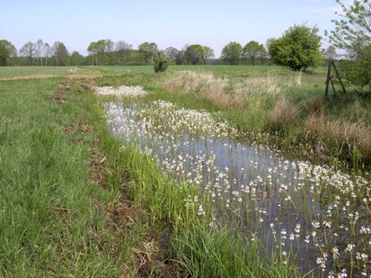Blick auf den Mollgraben am Ostrand der Domainen-Bruchwiesen mit reichem Blühaspekt der Wasserfeder (Foto: F. Meyer, Archiv Naturschutz LfULG)
