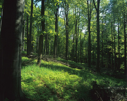 Montaner Fichten-Buchenwald im Naturschutzgebiet Zauberwald (Foto: W. Riether, Archiv Naturschutz LfULG)