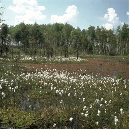 Zwischenmoor mit Schmalblättrigem Wollgras und Mittlerem Sonnentau (Foto: W. Böhnert, Archiv Naturschutz LfULG)