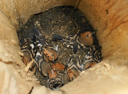 Acht junge Wiedehopfe in einer Bruthöhle