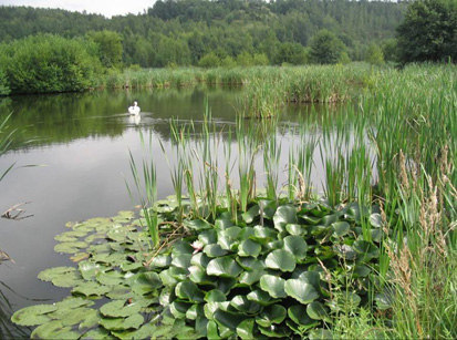Großes Abgrabungsgewässer im Naturschutzgebiet Penna, Kammmolch-Habitat (Foto: Planungsbüro Lukas, Archiv Naturschutz LfULG)