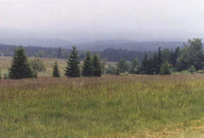 Lebensraumtyp Bergmähwiesen bei Jugel (Foto: S. Diemer, Archiv Naturschutz LfULG)