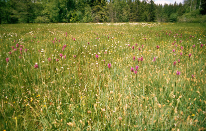 Moorwiese mit breitblättrigem Knabenkraut − Hermannsdorf (Foto: M. Düvel, Archiv LfULG)