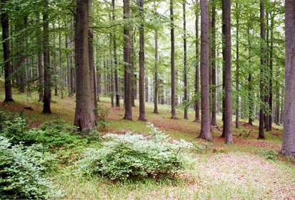 Buchenwald (Foto: J. v. Zitzewitz, Archiv Naturschutz LfULG)