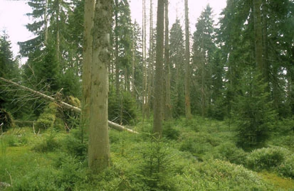 Fichten-Moorwald nordöstlich des Großen Kranichsee (Foto: BFU, Archiv Naturschutz LfULG)