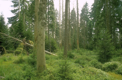 Fichten-Moorwald nordöstlich des Großen Kranichsee (Foto: BFU, Archiv Naturschutz LfULG)