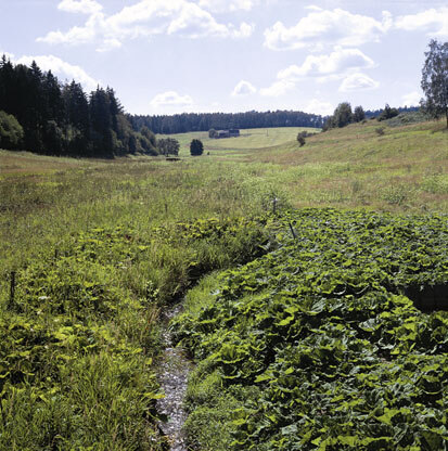 Uferstaudenflur am Tetterweinbach – Oelsnitz (Foto: W. Böhnert, Archiv Naturschutz LfULG)