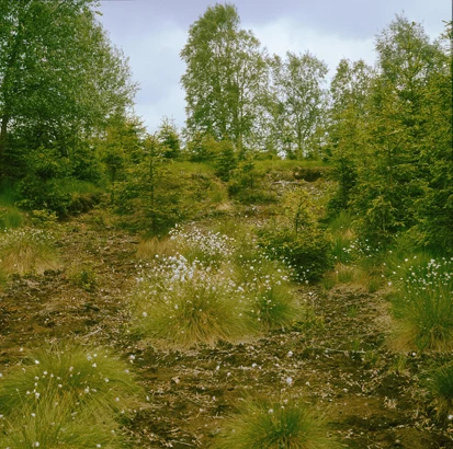 NSG Am alten Floßgraben (Foto: W. Böhnert, Archiv Naturschutz LfULG)