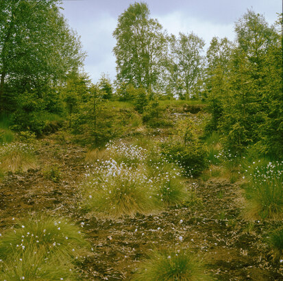 NSG Am alten Floßgraben (Foto: W. Böhnert, Archiv Naturschutz LfULG)