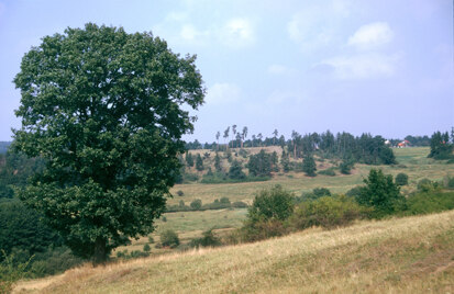 Großer Weidenteich (S. Krause, Archiv Naturschutz LfULG)