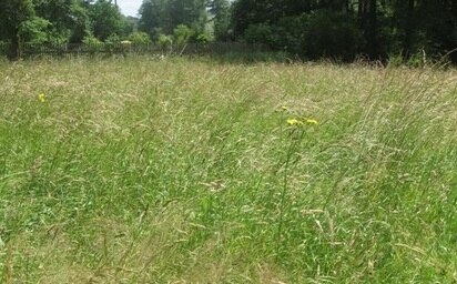 Flachland-Mähwiese am Unterlauf des Rosenbaches (Foto: Planungsbüro Lukas, Archiv Naturschutz LfULG)