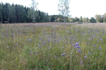 Borstgrasrasen in der Scheibenberger Heide (Foto: D. Tolke, Archiv BfUL)