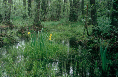 Erlenbruchwald im NSG "Erlenbruch-Oberbusch Grüngräbchen" (Foto: S. Slobodda, Archiv Naturschutz LfULG)