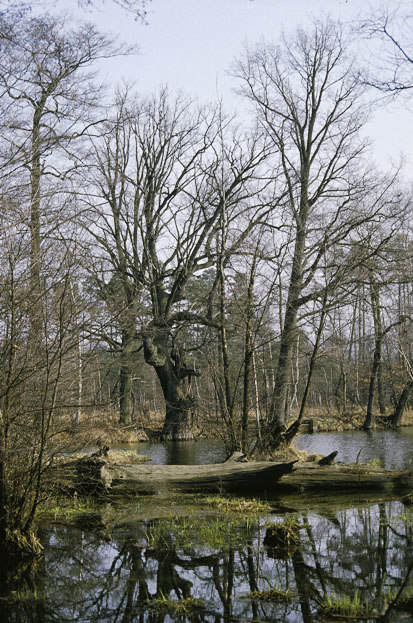 Tiefzüge im Niederspreer Teichgebiet (Foto. G. Engler, Archiv Naturschutz LfULG)