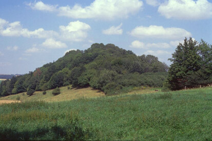 Ehemaliger Niederwald am Schönauer Hutberg (Foto: Büro Schütze und Partner, Archiv Naturschutz LfULG)