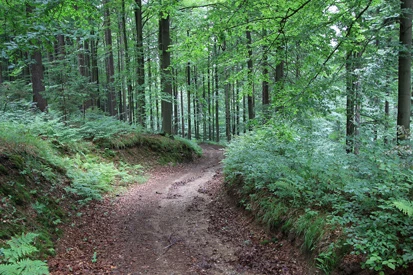 Buchenwald am Hemmschuh (Foto: H. Blischke)
