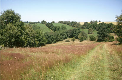 Naturschutzgebiet Oelsen − Aushagerungsfläche (Foto: F. Klenke, Archiv Naturschutz LfULG)