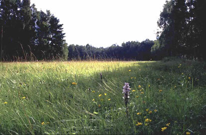 Gut gepflegte Pfeifengraswiese am Langen Flügel (Foto: Büchner & Scholz, Archiv Naturschutz LfULG)