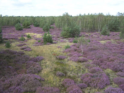 Königsbrücker Heide (Foto: Prof. Hellriegel Institut e. V., Archiv Naturschutz LfULG)