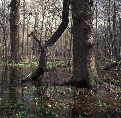 Künstliche Überflutung im Leipziger Auwald, im Vordergrund alte Stieleiche (Foto: W. Fiedler, Archiv Naturschutz LfULG)