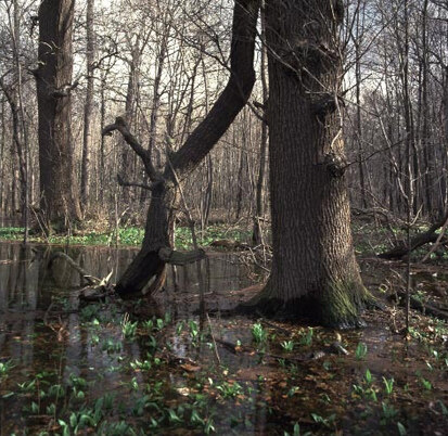 Künstliche Überflutung im Leipziger Auwald, im Vordergrund alte Stieleiche (Foto: W. Fiedler, Archiv Naturschutz LfULG)