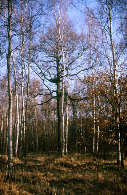 Brandis, Hinterer Planitzwald (Foto: W. Köcher, Archiv Naturschutz LfULG)