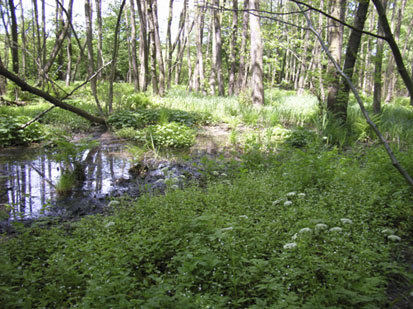 Erlen-Eschenwald im Katschebachtal (Foto: Planungsbüro Lukas, Archiv Naturschutz LfULG)