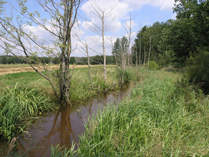 Dübener Heide südwestlich Winkelmühle (Foto: H. Blischke, Archiv Naturschutz LfULG)