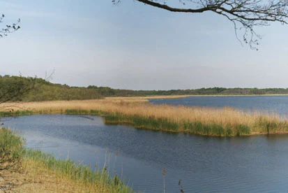 Schilfbucht am Südufer des Großen Teichs Torgau, Kammmolchhabitat (Foto: GFN Priegnitz, Archiv Naturschutz LfULG) 