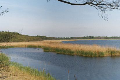 Schilfbucht am Südufer des Großen Teichs Torgau, Kammmolchhabitat (Foto: GFN Priegnitz, Archiv Naturschutz LfULG) 