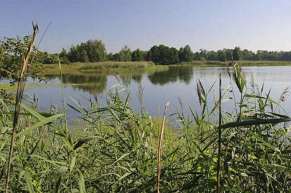 Röhricht am Nordwestufer des Biehlaer Großteichs (Foto: K. Möbus, Archiv Naturschutz LfULG)