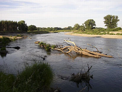 Mulde östlich Gruna (Foto: T. Herrgott, Archiv Naturschutz LfULG)