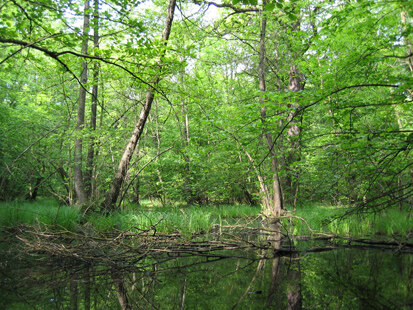 Erlenbruch (Foto: Landschafts-PLANUNG Dr. Böhnert und Dr. Reichhoff GmbH, Archiv Naturschutz LfULG) 