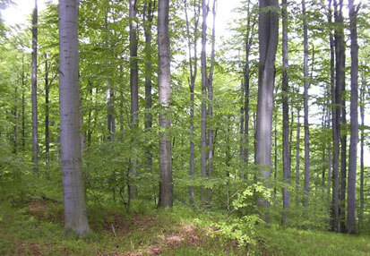 Hainsimsen-Buchenwald (Foto: Geobild Stolpen, Archiv Naturschutz LfULG)