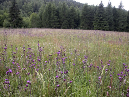 Hochwüchsige Bergwiese mit Alantdistel, sehr gutes Nektarhabitat (Foto: U. Fischer, Archiv Naturschutz LfULG)