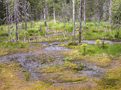 Zentraler Teil des Moors (Foto: S. Thoß, Archiv Naturschutz LfULG)