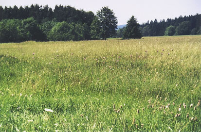 Ausgedehnte Bergwiese im Nordosten des Naturschutzgebiets Sohrwiesen (Foto: IVL, Archiv Naturschutz LfULG)