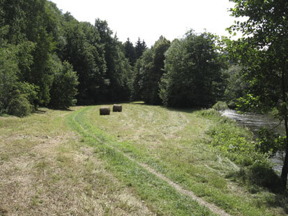 Mahd der Habitatfläche des Dunklen Wiesenknopf- Ameisenbläulings (Foto: H. Lukas, Archiv Naturschutz LfULG)