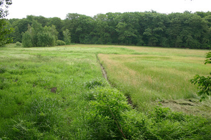 Kleinteilige Bauernwiesen bei Linz (Foto: F. Klenke, Archiv Naturschutz LfULG)