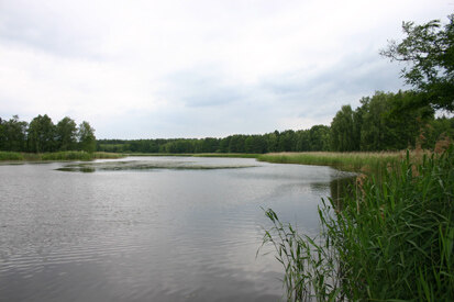 Großer Kaupenteich (Foto: O. Harig, Archiv Naturschutz LfULG)