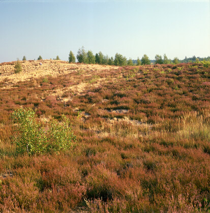 Trockene Zwergstrauchheide im Truppenübungsplatz Nochten, südlich der Rabenberge (Foto: W. Böhnert, Archiv Naturschutz LfULG)