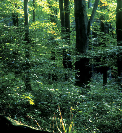 Strukturreicher Waldmeister-Buchenwald (Foto: M. Homann, Archiv Naturschutz LfULG)