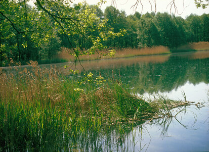 Gablenzer Teiche (Foto: J. Hennersdorf, Archiv Naturschutz LfULG)