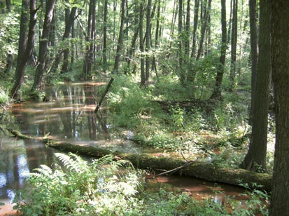 Traubenkirschen-Erlen-Eschenwald entlang des Floßgrabens im Naturschutzgebiet Hammerlugk (Foto: Büchner & Scholz, Archiv Naturschutz LfULG)