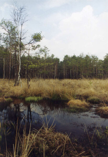 Waldkiefern-Moorwald (Foto: BFU, Archiv Naturschutz LfULG)