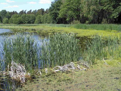 Der Ochsenteich in der Teichgruppe Hammerstadt (Foto: Büchner & Scholz, Archiv Naturschutz LfULG)