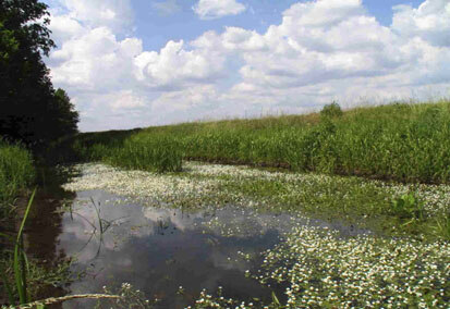 Weißer Schöps mit blühendem Wasserhahnenfuß bei Neuhammer (Foto: Büchner & Scholz, Archiv Naturschutz LfULG)