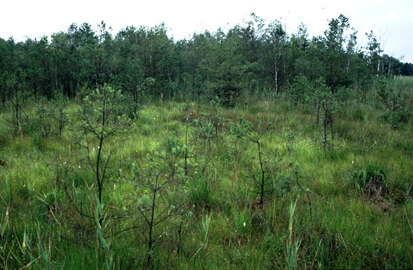 Doras Ruh (Foto: F. Mirschel, Archiv Naturschutz LfULG)