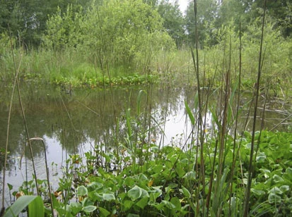 Stauwurzel Teiche und Waelder (Foto: Büchner & Scholz, Archiv Naturschutz LfULG)