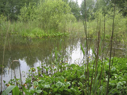 Stauwurzel Teiche und Waelder (Foto: Büchner & Scholz, Archiv Naturschutz LfULG)